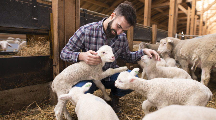 En bonde som koser med nyfødte lam